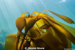 Made in the shade by Dennis Howie 
